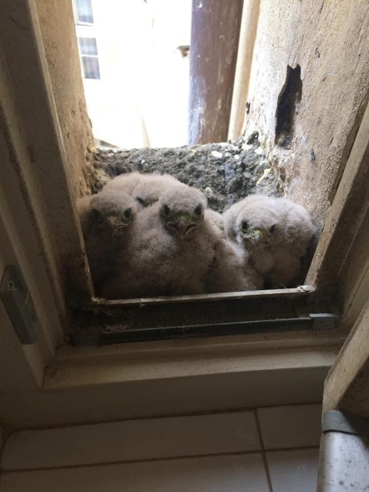Гнездо на окне